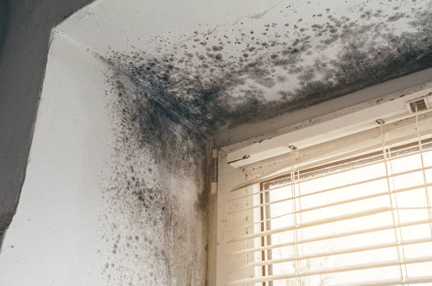 Affordable Crawl Space Mold Remediation solutions in Galeton, CO